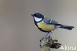 Great Tit (Parus major)