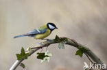 Great Tit (Parus major)