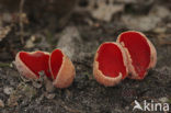 Krulhaarkelkzwam (Sarcoscypha austriaca)