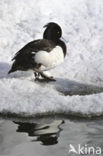 Tufted Duck (Aythya fuligula)