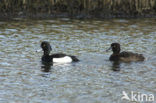 Tufted Duck (Aythya fuligula)