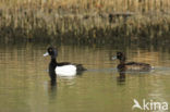 Tufted Duck (Aythya fuligula)