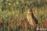 Kwartel (Coturnix coturnix)