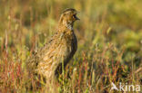 Kwartel (Coturnix coturnix)