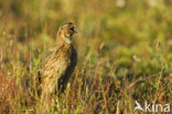 Kwartel (Coturnix coturnix)