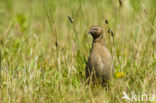 Kwartel (Coturnix coturnix)