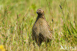 Kwartel (Coturnix coturnix)