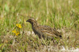 Kwartel (Coturnix coturnix)