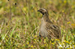 Kwartel (Coturnix coturnix)