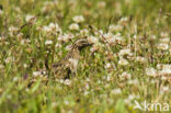 Kwartel (Coturnix coturnix)