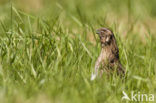 Kwartel (Coturnix coturnix)