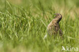 Kwartel (Coturnix coturnix)