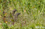 Kwartel (Coturnix coturnix)