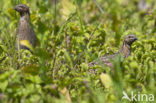 Kwartel (Coturnix coturnix)