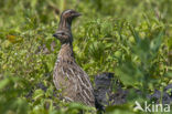 Kwartel (Coturnix coturnix)