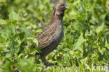 Kwartel (Coturnix coturnix)