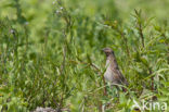 Kwartel (Coturnix coturnix)