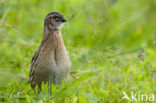 Kwartel (Coturnix coturnix)