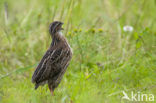 Kwartel (Coturnix coturnix)