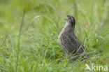 Kwartel (Coturnix coturnix)