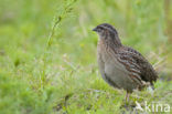 Kwartel (Coturnix coturnix)