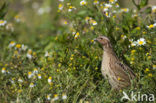 Kwartel (Coturnix coturnix)