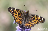 Landkaartje (Araschnia levana f. levana)