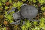 Lentevuurspin (Eresus sandaliatus)