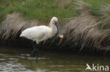 Eurasian Spoonbill (Platalea leucorodia)