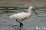 Eurasian Spoonbill (Platalea leucorodia)