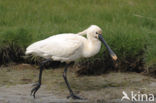 Lepelaar (Platalea leucorodia)