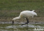 Lepelaar (Platalea leucorodia)