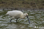 Eurasian Spoonbill (Platalea leucorodia)