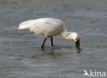 Lepelaar (Platalea leucorodia)