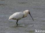 Eurasian Spoonbill (Platalea leucorodia)