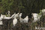 Eurasian Spoonbill (Platalea leucorodia)