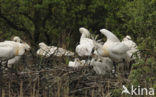 Eurasian Spoonbill (Platalea leucorodia)