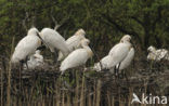 Eurasian Spoonbill (Platalea leucorodia)