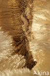 Lisdoddeveertje (Limnaecia phragmitella)