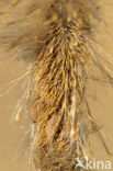 Lisdoddeveertje (Limnaecia phragmitella)
