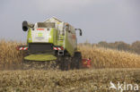Maize