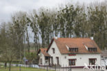 Mistletoe (Viscum album)