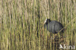 Common Coot (Fulica atra)