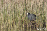 Common Coot (Fulica atra)