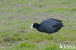 Meerkoet (Fulica atra)