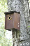 Tit (Parus spec.)