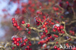 Hawthorn (Crataegus )