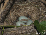 Merel (Turdus merula)