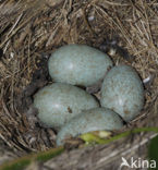 Merel (Turdus merula)