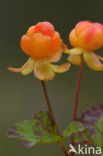 Moerasaardbei (Rubus chamaemorus)
